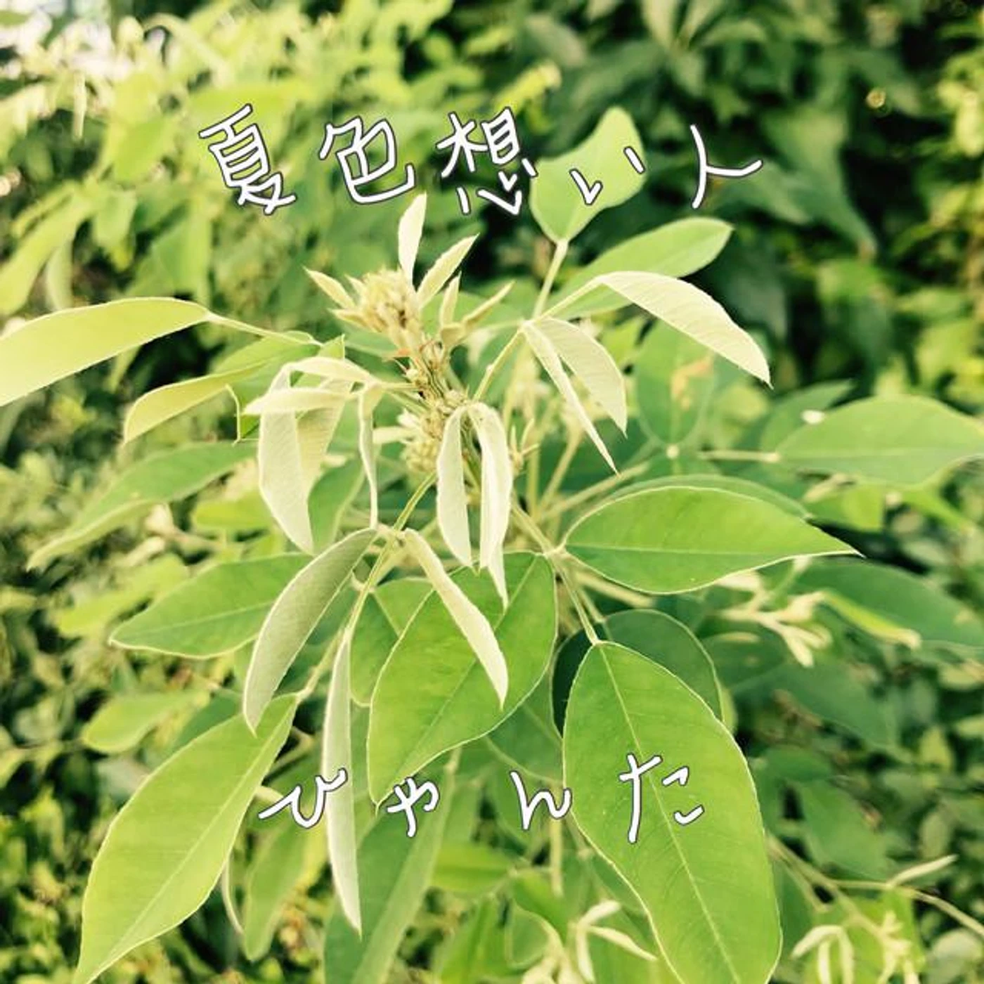 ひゃんた Brand Page