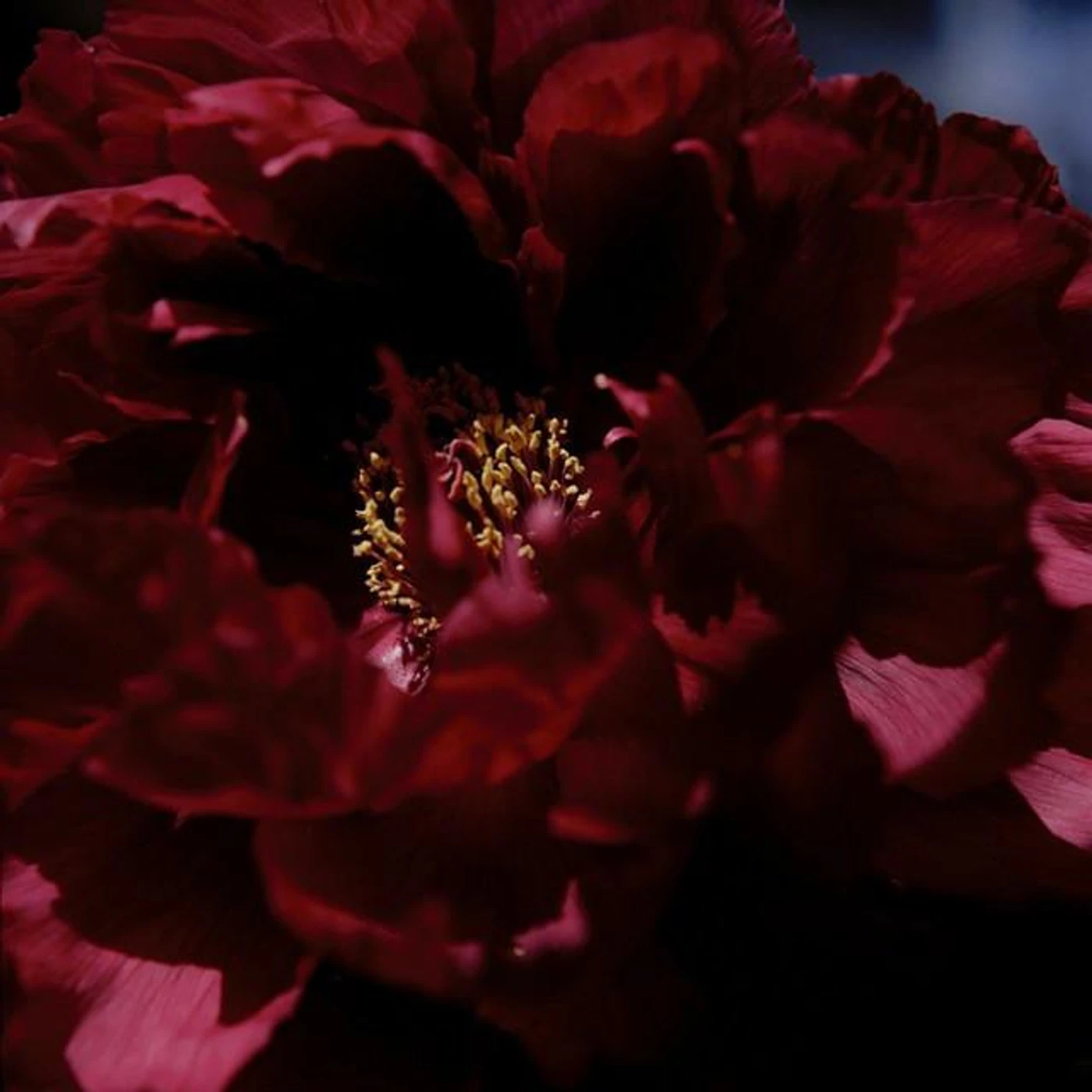 芝麻