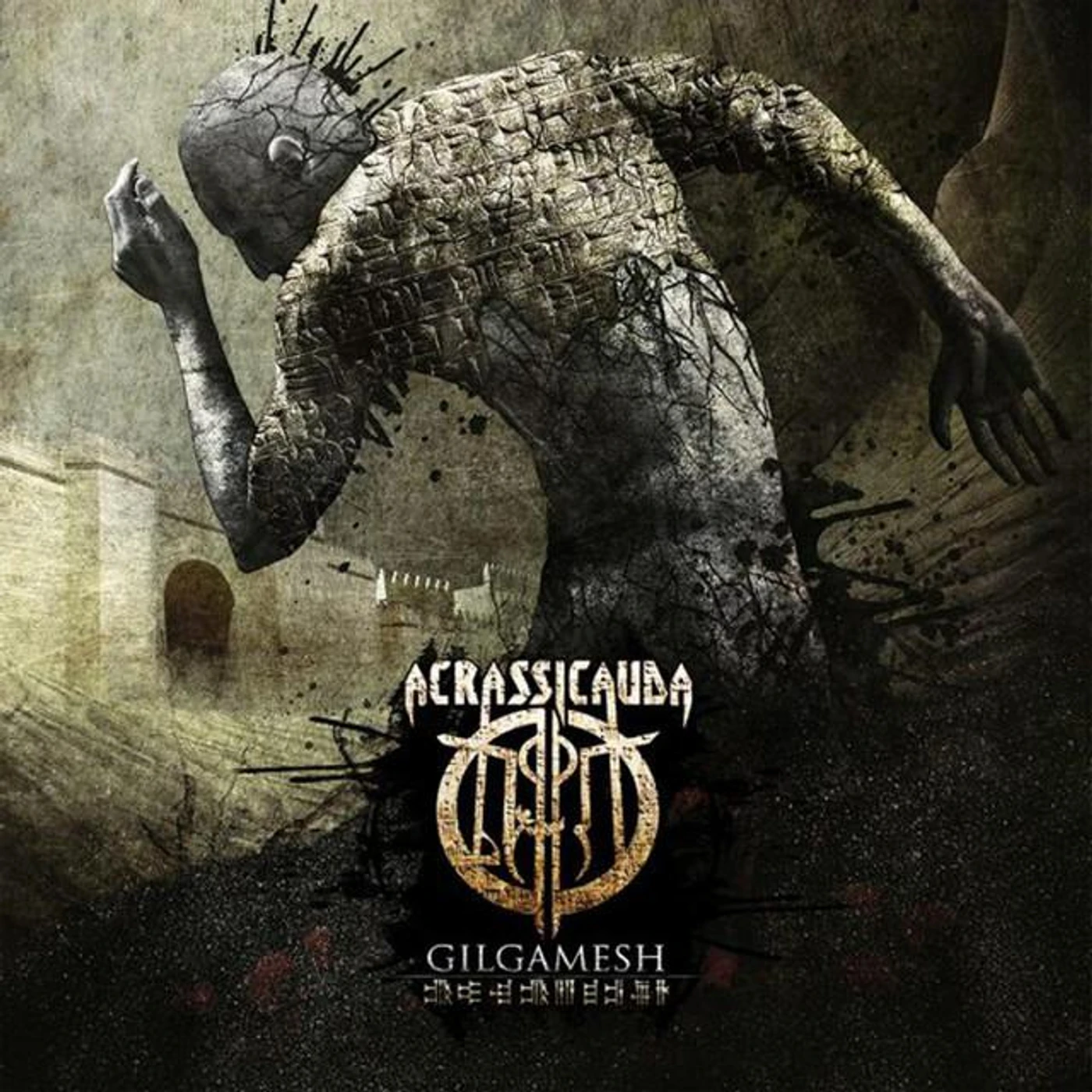 Acrassicauda