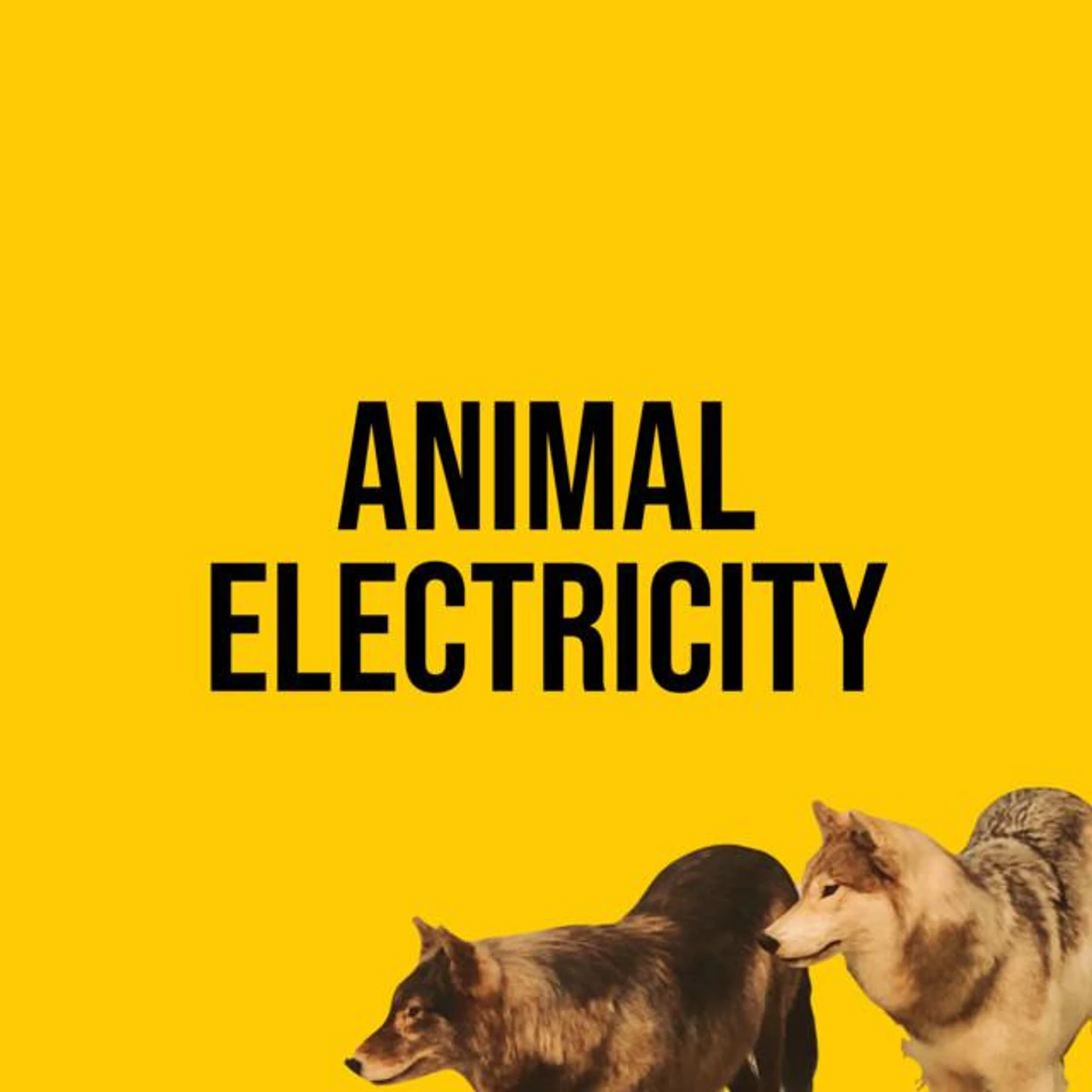 Animal Electricity