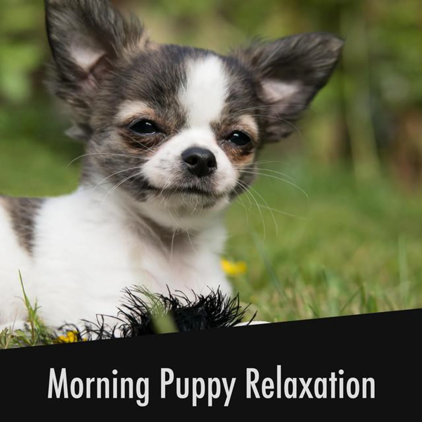 Calming Doggy Relaxation