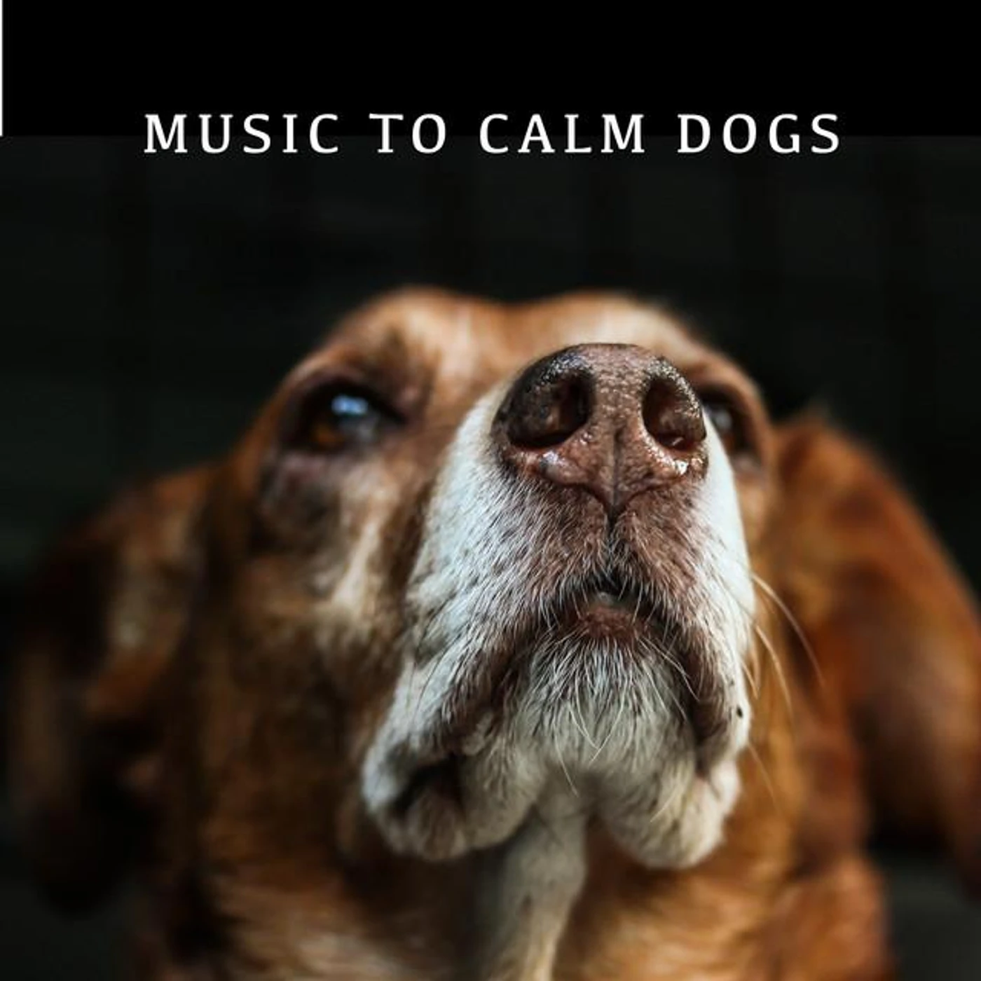 Calming Dog Chillout