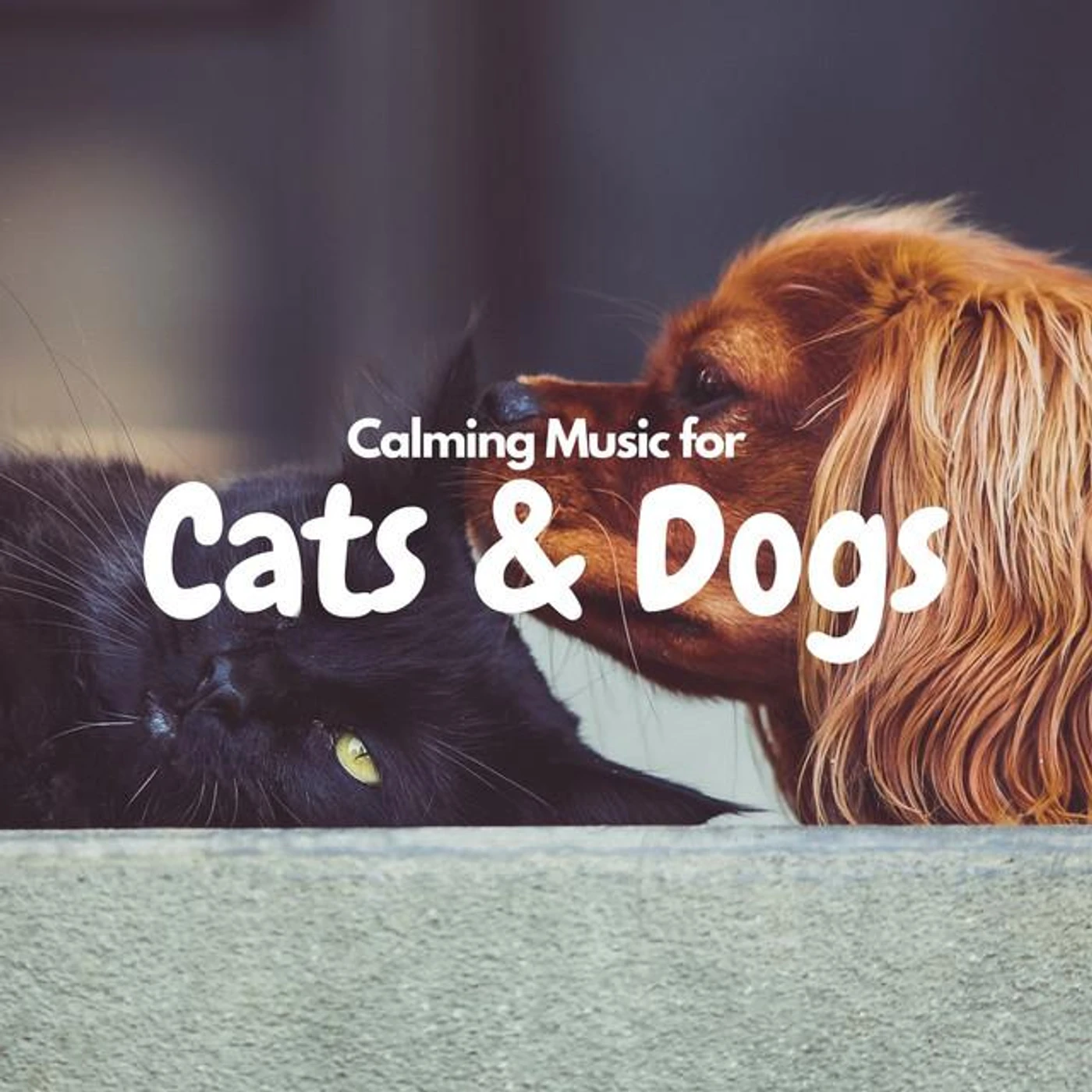 Cat and Dog Music