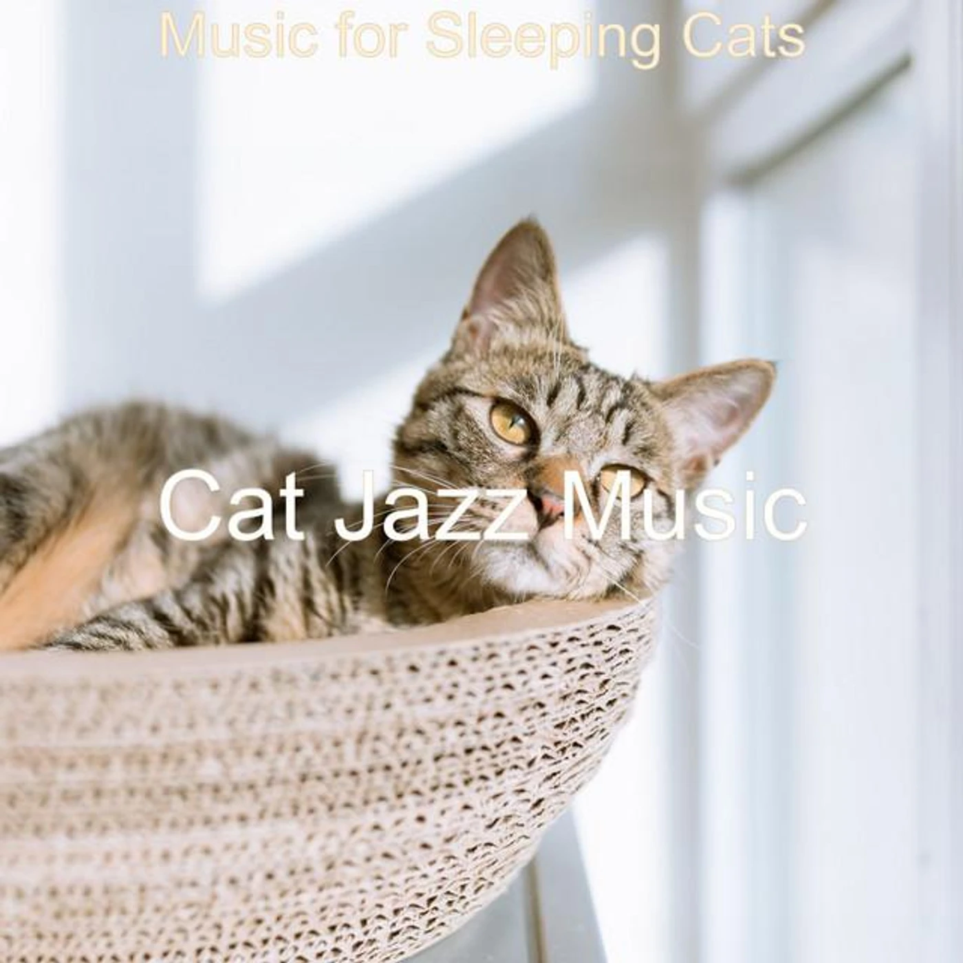 Cat Jazz Music