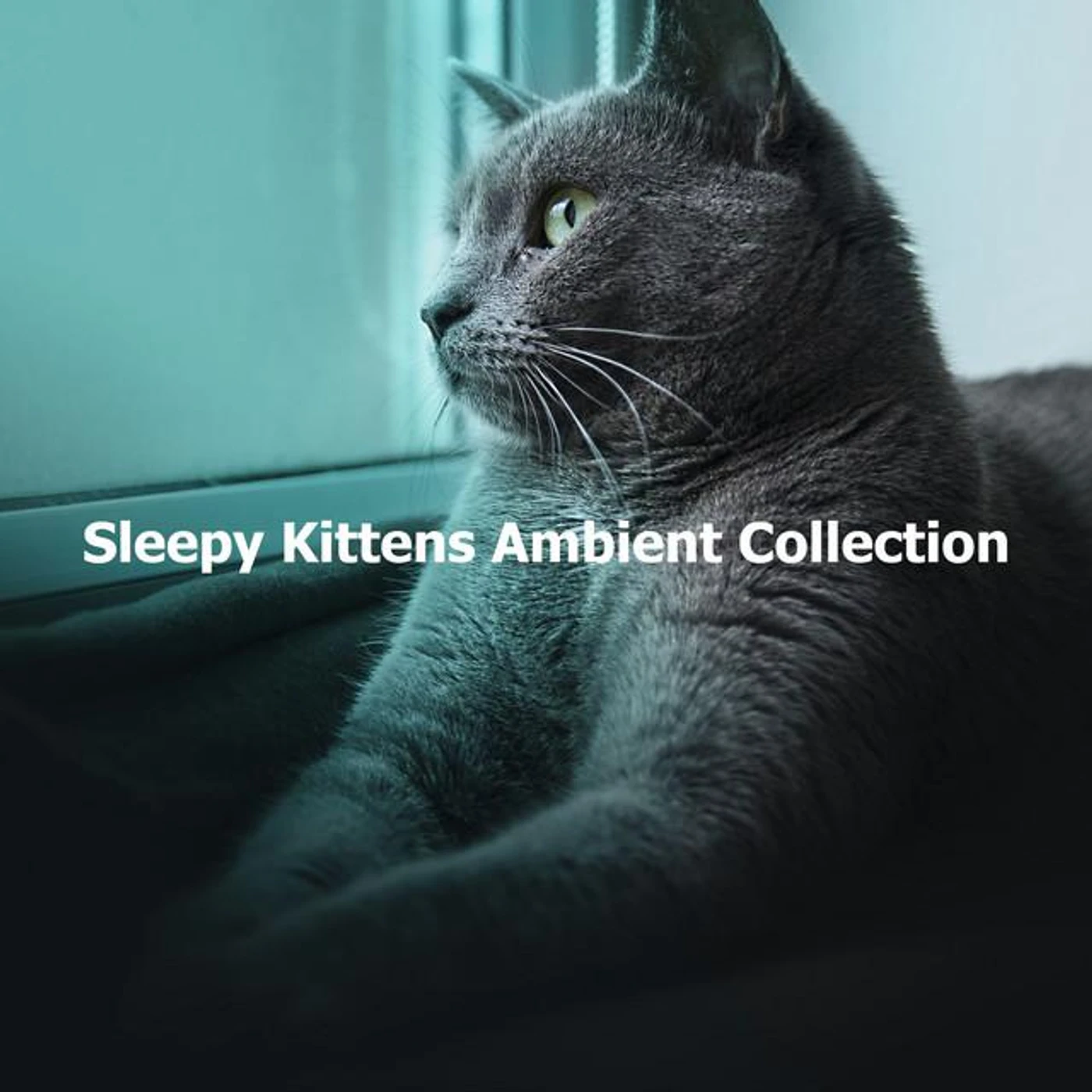 Cat Therapy Music