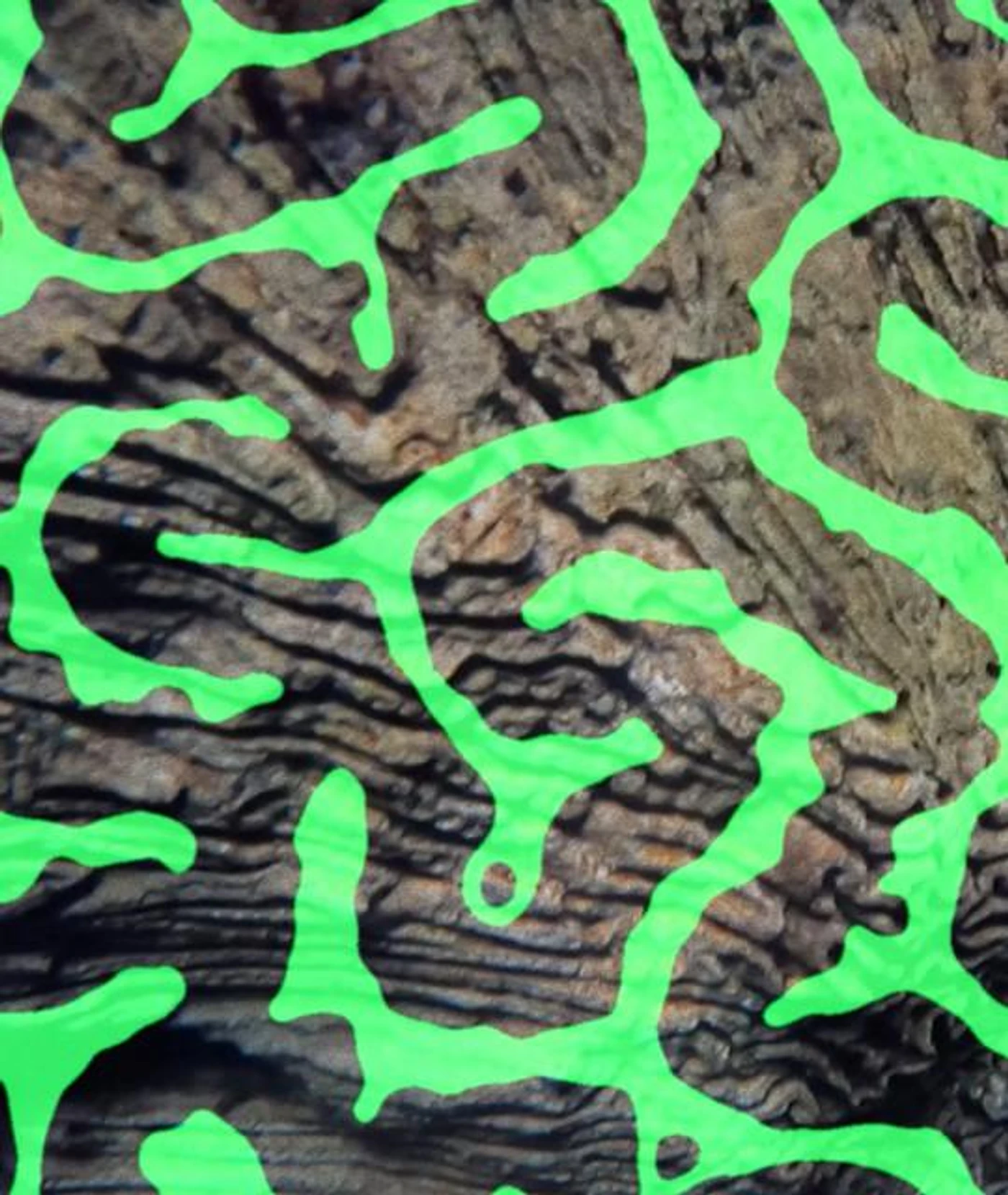Coral Morphologic