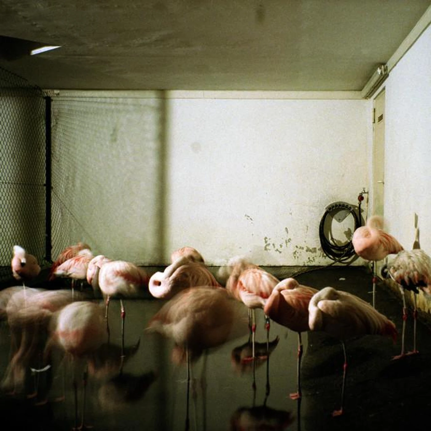 Michael Hoppe