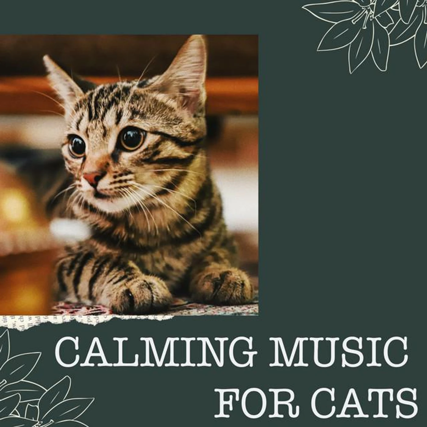 Music for Cats Project