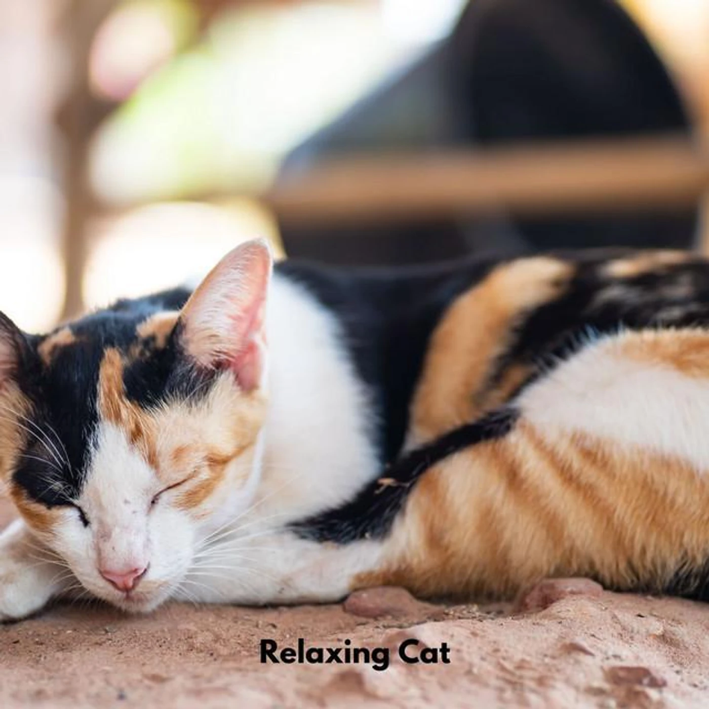 Music for Resting Cats
