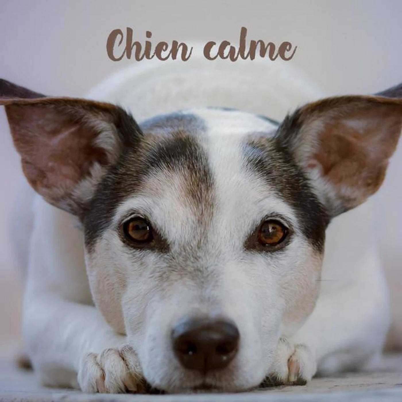 Musique instrumentale pour chiens