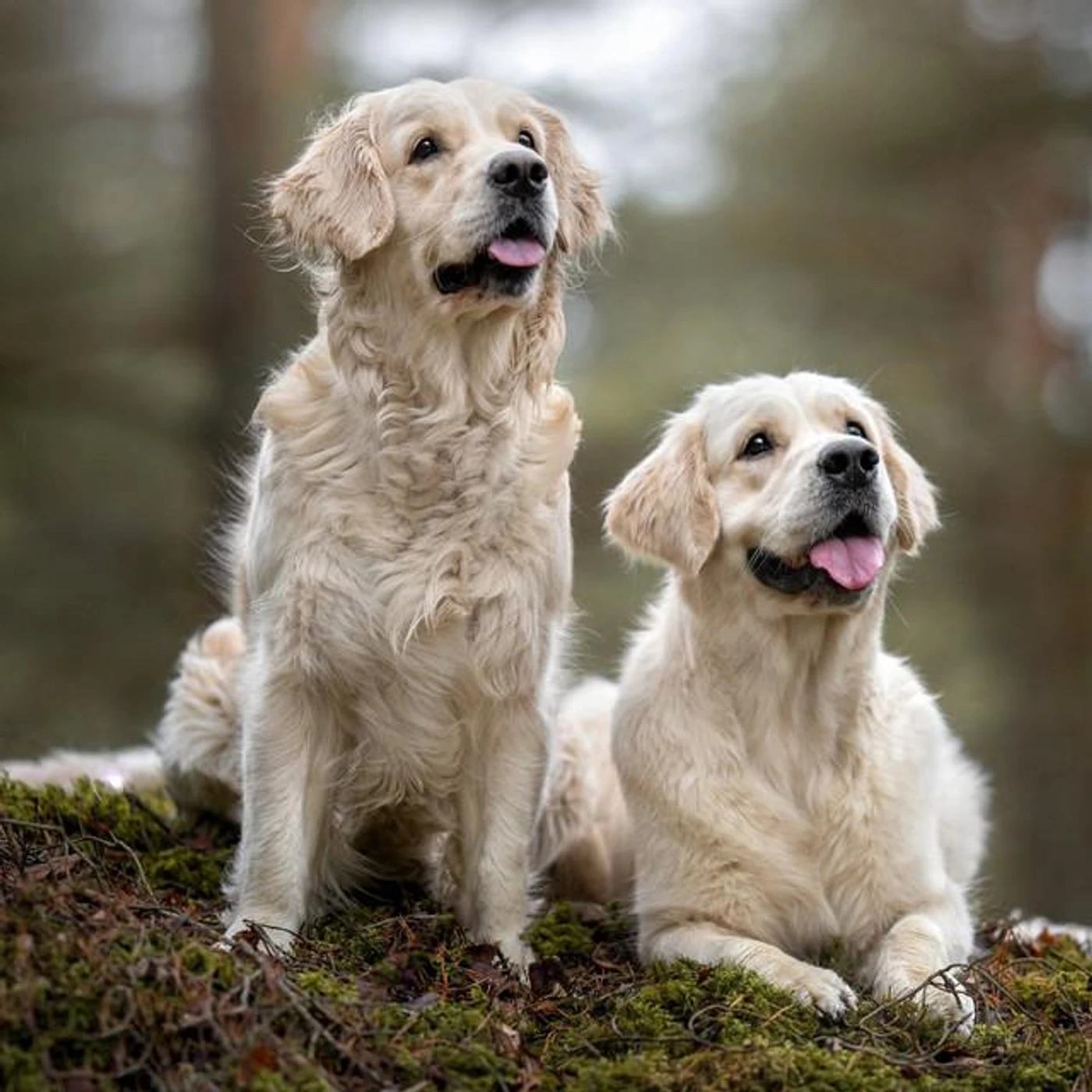 Paws for Thought