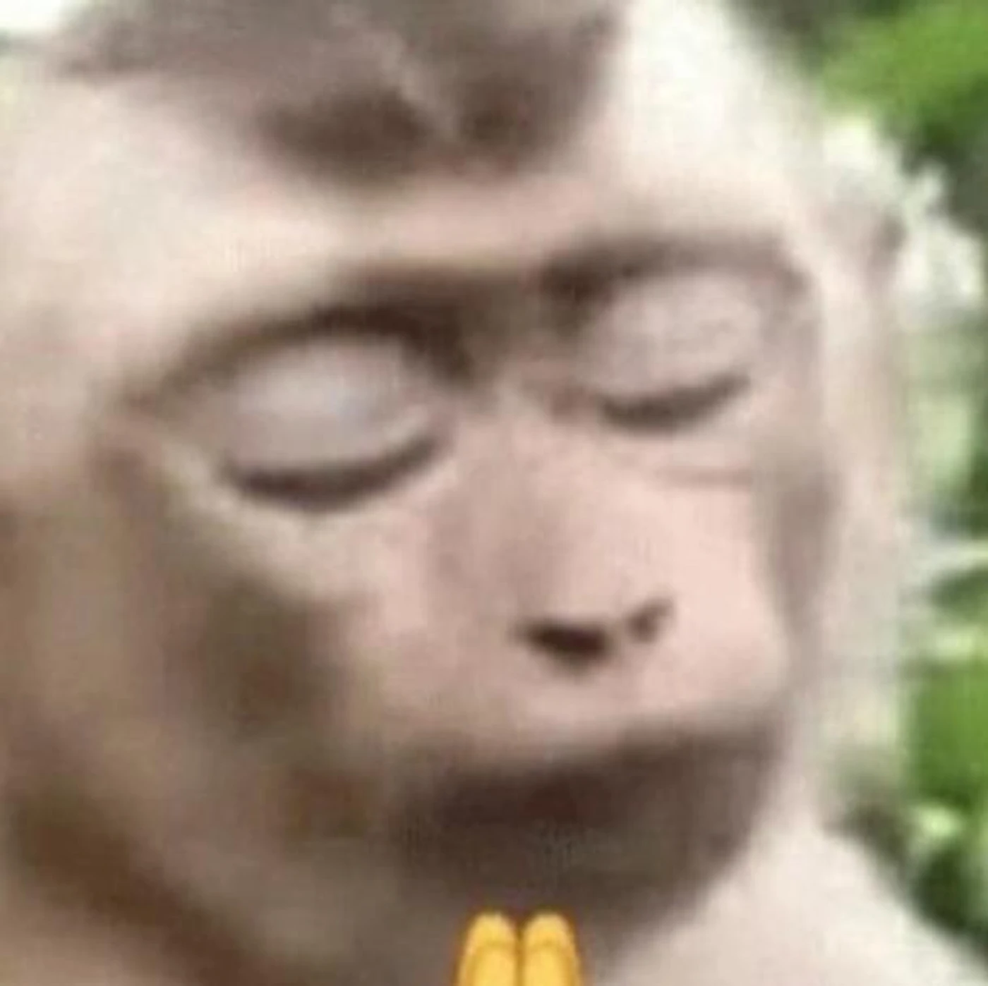 Pokok