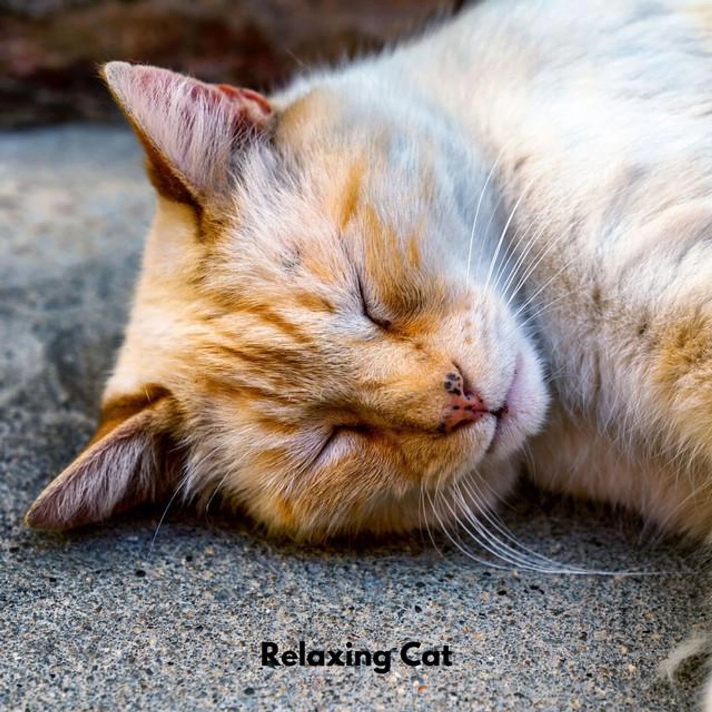 Rainy Day for Sooth Cats