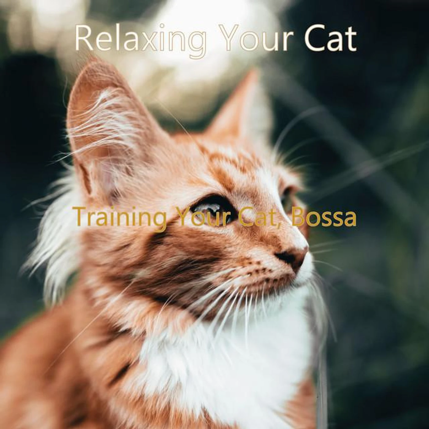 Relaxing Your Cat