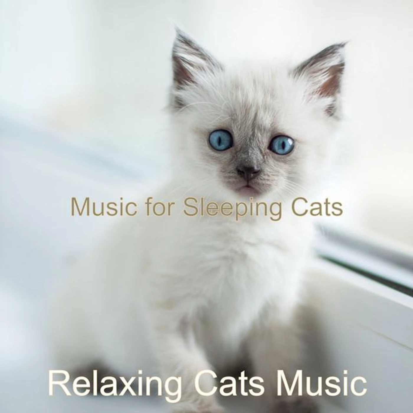 Relaxing Cats Music