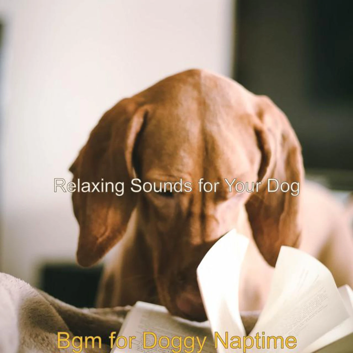 Relaxing Sounds for Your Dog