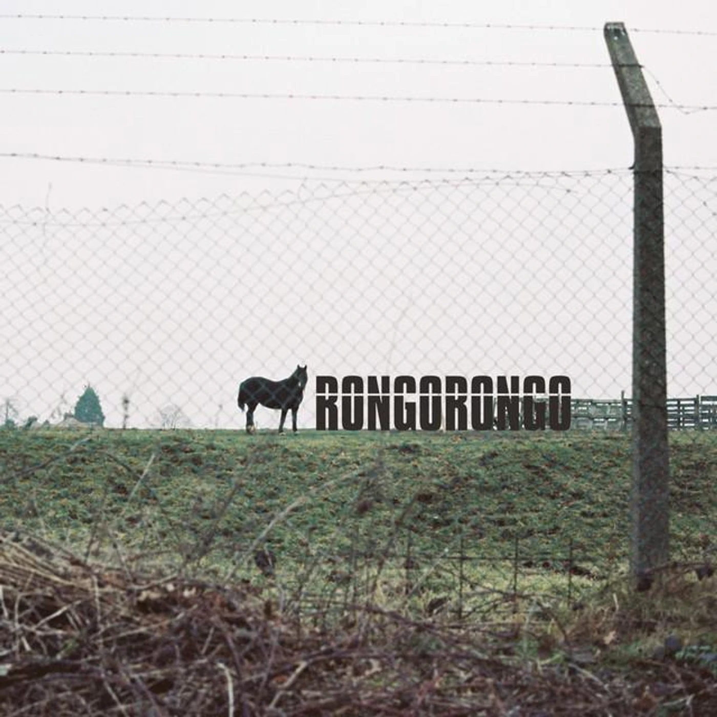 Rongorongo