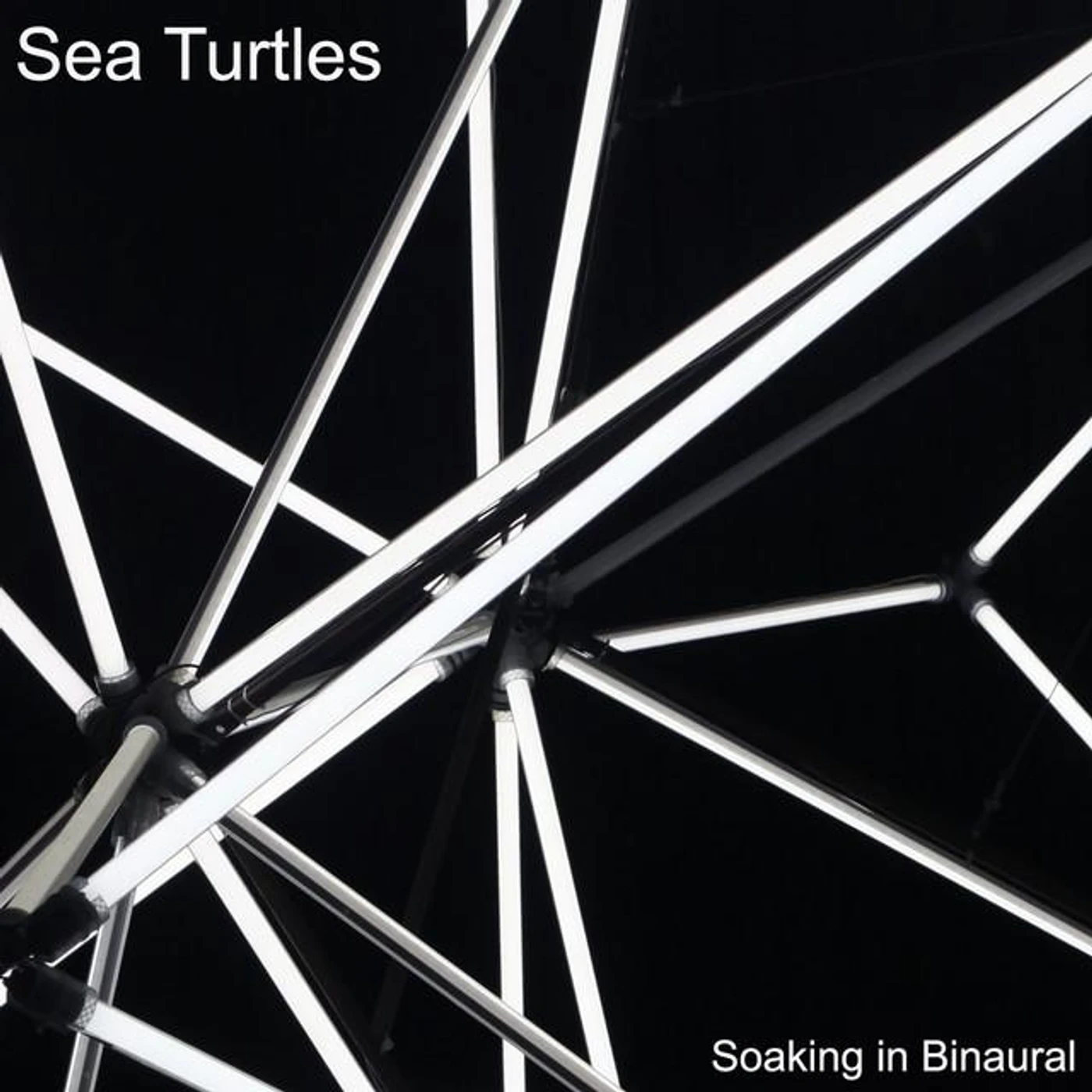 Sea Turtles