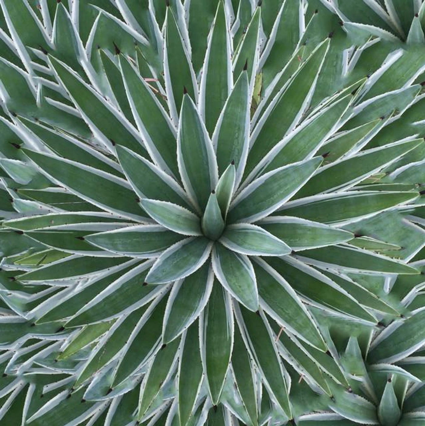 Natura Sabbia