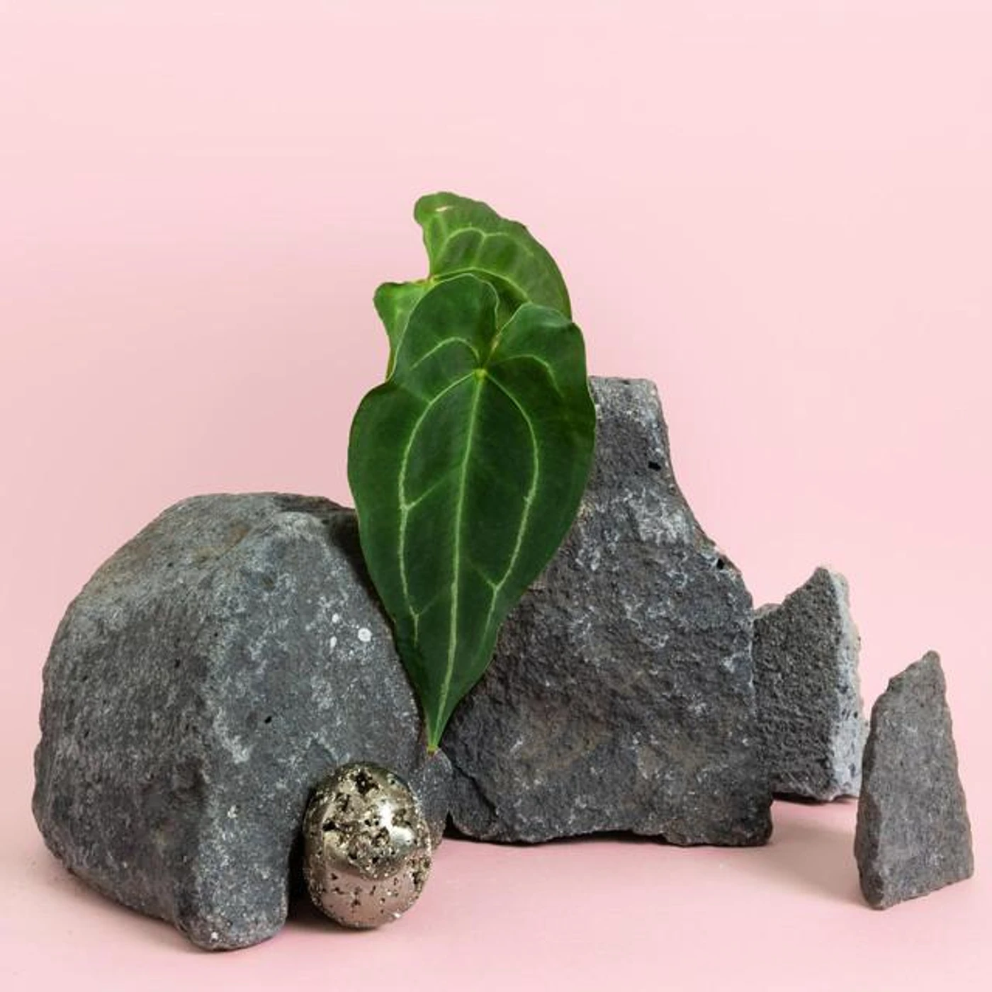 Anthurium