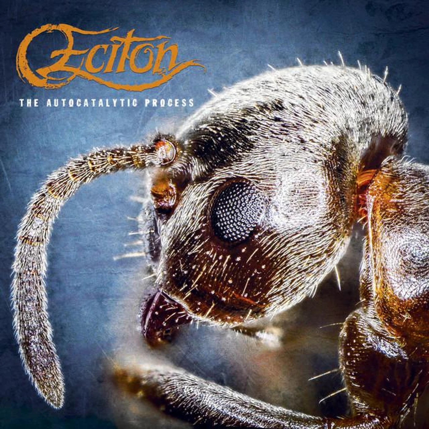 Eciton