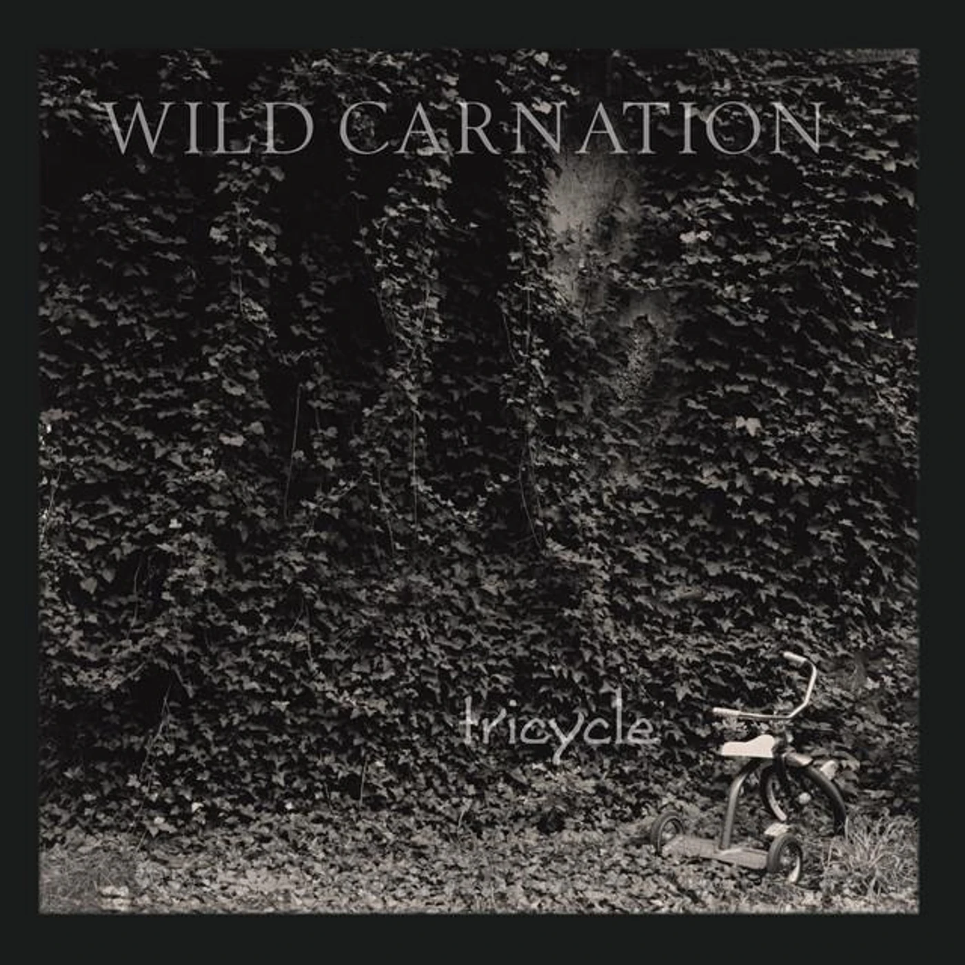 Wild Carnation